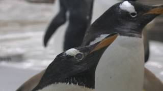 Gentoo penguin (ADVENTURE WORLD, Wakayama, Japan) January 18, 2020