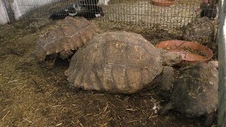 African spurred tortoise (Zukeran Poultry farm Mini Mini Zoo, Okinawa, Japan) May 12, 2019
