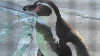 フンボルトペンギン (天王寺動物園) 2017年11月3日