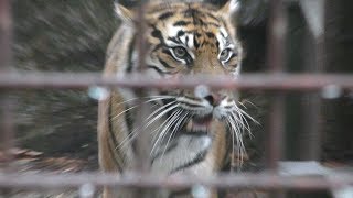 Sumatran tiger (Higashiyama Zoo and Botanical Gardens, Aichi, Japan) November 18, 2017