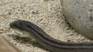 Japanese striped snake (Higashiyama Zoo and Botanical Gardens, Aichi, Japan) July 22, 2021