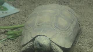 ベルセオレガメ　Bell's hinge-back tortoise