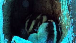Striped possum (KOBE ANIMAL KINGDOM, Hyogo, Japan) October 24, 2021