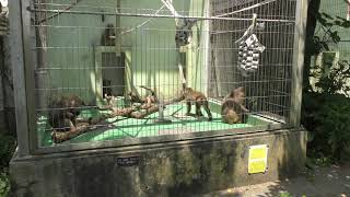 Yakushima Macaque (Okinawa Zoo & Museum, Okinawa, Japan) May 13, 2019