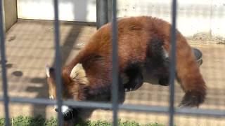 レッサーパンダの『明登』 (市川市動植物園) 2018年3月4日