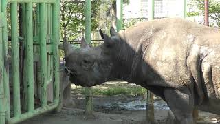 Eastern black rhinoceros (Kumamoto Zoo, Kumamoto, Japan) April 18, 2019