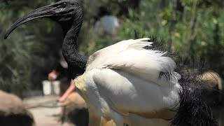 Sacred ibis (KOBE ANIMAL KINGDOM, Hyogo, Japan) June 24, 2020