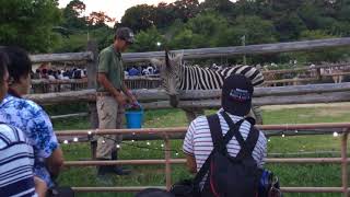 Chapman's zebra guide (MISAKI KOEN Amusement Park, Osaka, Japan) August 26, 2017