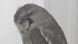 Northern White-faced Owl (Sunshine Aquarium, Tokyo, Japan) August 23, 2018