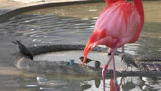 Flamingo pond (Ueno Zoological Gardens, Tokyo, Japan) February 17, 2018