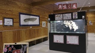 魚咲く展 (北の大地の水族館) 2019年6月27日