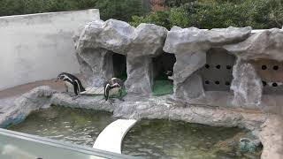 Humboldt penguin (Inubosaki Hotel Penguin House, Chiba, Japan) December 5, 2018