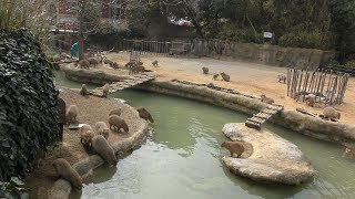 Capybara (Tokushima Zoo, Tokushima, Japan) March 2, 2019