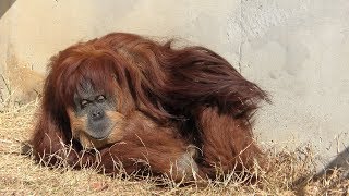 Sumatran orangutan (Higashiyama Zoo and Botanical Gardens, Aichi, Japan) January 22, 2019