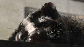 ハクビシン (天王寺動物園・ナイトズー) 2021年10月11日
