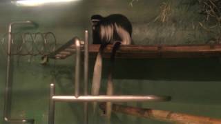 Abyssinian colobus (Chiba Zoological Park, Chiba, Japan) December 10, 2018