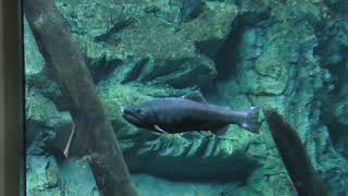 滝壺の魚 (世界淡水魚園水族館 アクア・トト ぎふ) 2019年1月25日