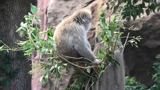 Japanese macaque (Ueno Zoological Gardens, Tokyo, Japan) September 11, 2020