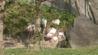 Greater Flamingo (Osaki Nature Park Peacock garden, Nagasaki, Japan) April 21, 2019