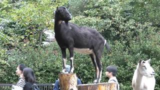 Goat (Inokashira Park Zoo, Tokyo, Japan) September 23, 2017