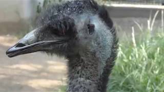 Emu (Oji Zoo, Hyogo, Japan) September 16, 2018