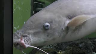 コンゴ川の魚Ⅳ・デンキナマズの一種 (世界淡水魚園水族館 アクア・トト ぎふ) 2019年1月25日