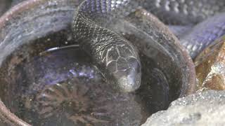 シマヘビ／カラスヘビ (東京都立大島公園 動物園) 2018年3月3日