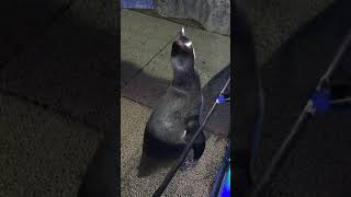 フンボルトペンギンのビール（東武動物公園） 2017年8月20日