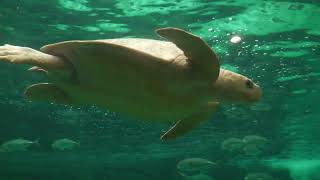 ヒメウミガメ (神戸市立 須磨海浜水族園) 2023年5月31日