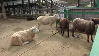 Sheep (Country Farm Tokyo German Village, Chiba, Japan) December 10, 2018