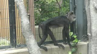 Lion-tailed macaque (Fukuoka Municipal Zoo and Botanical Garden, Fukuoka, Japan) April 23, 2019