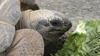 African spurred tortoise (MISAKI KOEN Amusement Park, Osaka, Japan) November 4, 2017