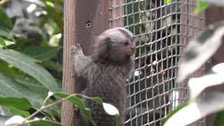 Common marmoset (KOBE ANIMAL KINGDOM, Hyogo, Japan) June 24, 2020