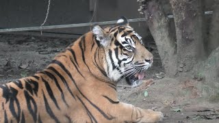 Sumatran tiger (Yokohama Zoological Gardens [ZOORASIA], Kanagawa, Japan) September 16, 2020