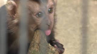 Baby Lion-tailed macaque (Kagoshima City Hirakawa Zoological Park, Kagoshima, Japan) July 29, 2018