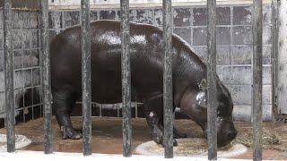 Pygmy hippopotamus (Ueno Zoological Gardens, Tokyo, Japan) September 11, 2020