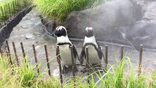 2匹のケープペンギン (サンシャイン水族館) 2017年07月13日