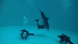 Bottlenose Dolphin (Port of Nagoya Public Aquarium, Aichi, Japan) July 23, 2021