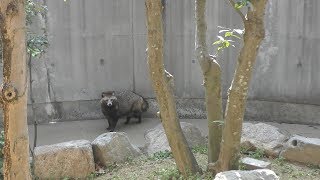 Japanese Raccoon Dog (Tokushima Zoo, Tokushima, Japan) March 2, 2019