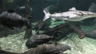 アマゾン川の魚Ⅱ (世界淡水魚園水族館 アクア・トト ぎふ) 2019年1月25日