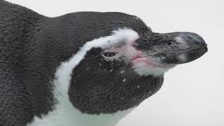 フンボルトペンギン (井の頭自然文化園) 2017年9月23日
