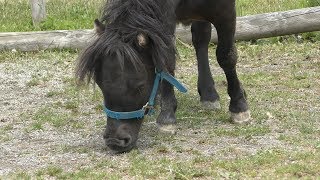 Horse (Wakkanai City Animal Freai Land, Hokkaido, Japan) June 23, 2019