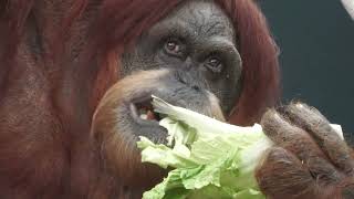 スマトラオランウータン の『ネオ』 (東山動植物園) 2023年7月21日