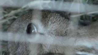 Japanese hare brachyurus (Saitama Children's Zoo, Saitama, Japan) February 3, 2018
