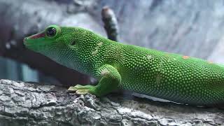 Madagascar day gecko (Urayasu Traffic Park, Chiba, Japan) August 4, 2023