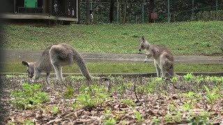 オオカンガルー (埼玉県こども動物自然公園) 2020年9月15日