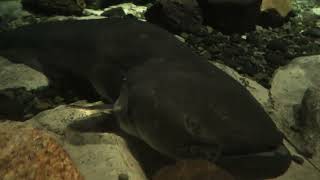 ビワコオオナマズ (琵琶湖博物館) 2021年10月7日