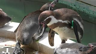 フンボルトペンギン (羽村市動物公園) 2018年4月8日