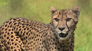 Cheetah (Chiba Zoological Park, Chiba, Japan) September 17, 2020