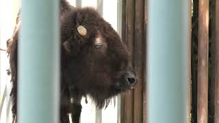 American bison (Hamamatsu Zoological Gardens, Shizuoka, Japan) July 25, 2021